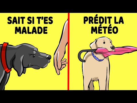 Vidéo: Connaissez votre chien Memes