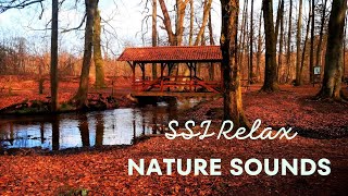 Лес, Пение Птиц Расслабляющий Звуки Природы//Forest, Birds Singing Relaxing Sounds of Nature