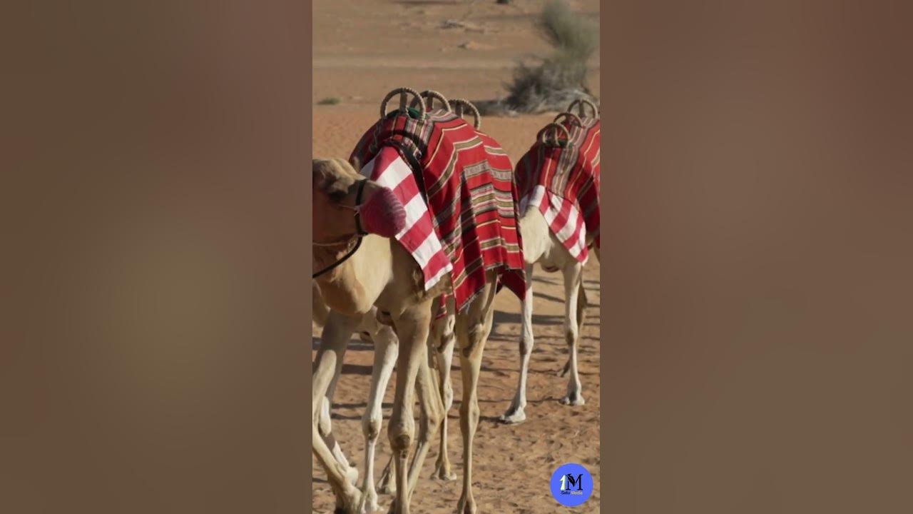 berapa-harga-unta-di-arab-saudi-shorts-youtube