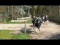 Koeiendans in Heiloo