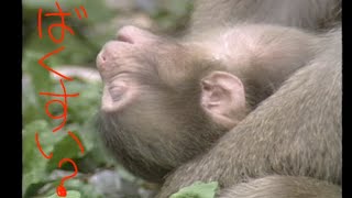 赤ちゃんもママも眠い ニホンザル初子育て #japanesemacaque #motherchildbond #kawaii  #japantravel #cutebaby #evolutionrun