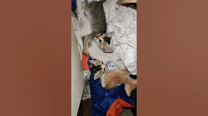 Watch the video about Videos for cats 😍✅🖤 #shorts