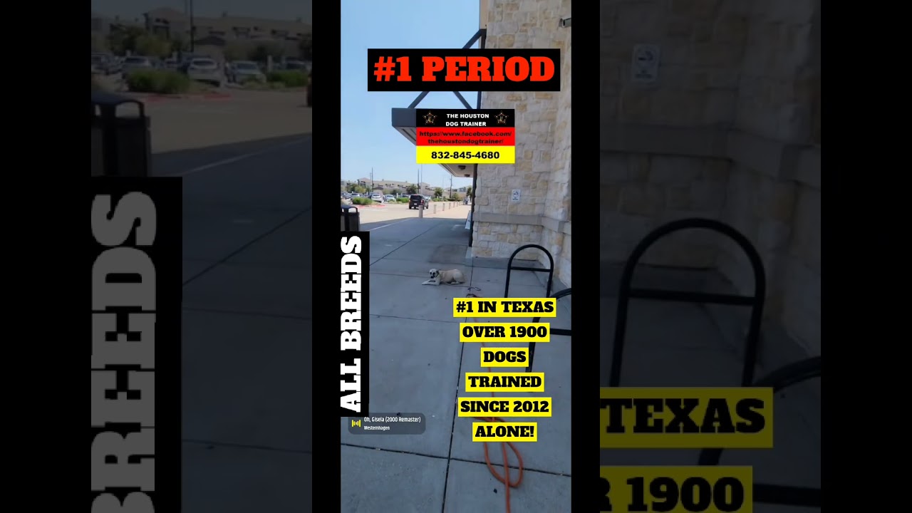 Need Dog training in Houston #1 Trainer The Houston Dog Trainer 