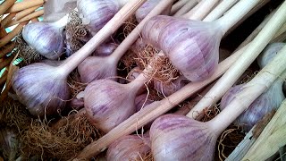 How to Plant Garlic in the Fall Get Bigger Bulbs!