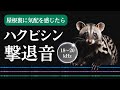 ハクビシン撃退音(10時間)。ハクビシンが嫌がる音。人に聞こえづらい高周波音(18〜20kHz)