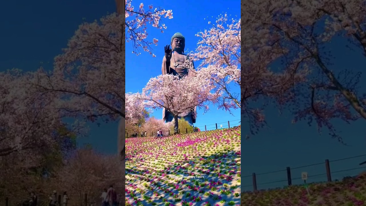 Cherryblossom season Japan 🇯🇵