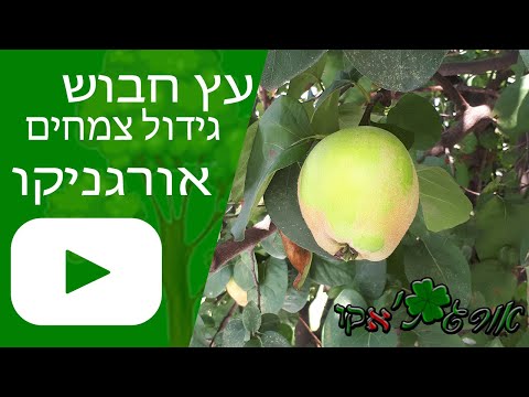 וִידֵאוֹ: גידול חבושים יפניים