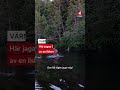 Här jagas Gabriel av ilsken älg: ”Jag spurtar bara”