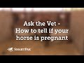 Ask the Vet - How to tell if your horse is pregnant