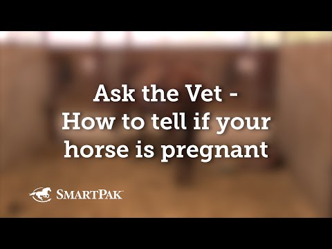 पशु चिकित्सक से पूछें - कैसे बताएं कि आपका घोड़ा गर्भवती है