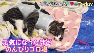 手術後、元気になったけどノンビリごろ寝する愛猫 手術後、元気になったけどノンビリごろ寝する愛猫
