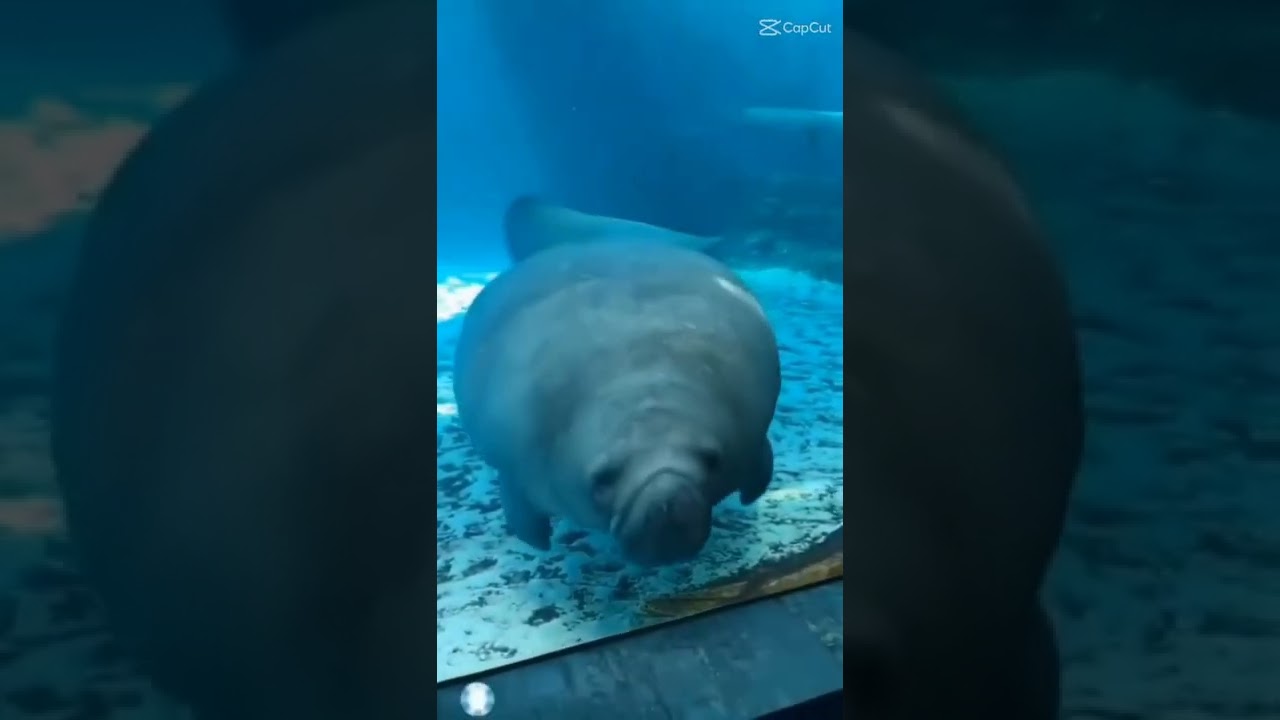 Meme wiiiiii........