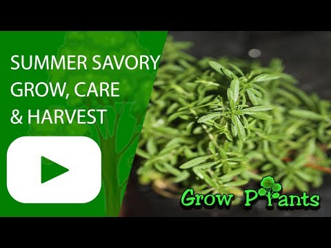 Summer savory - grow, care & eat