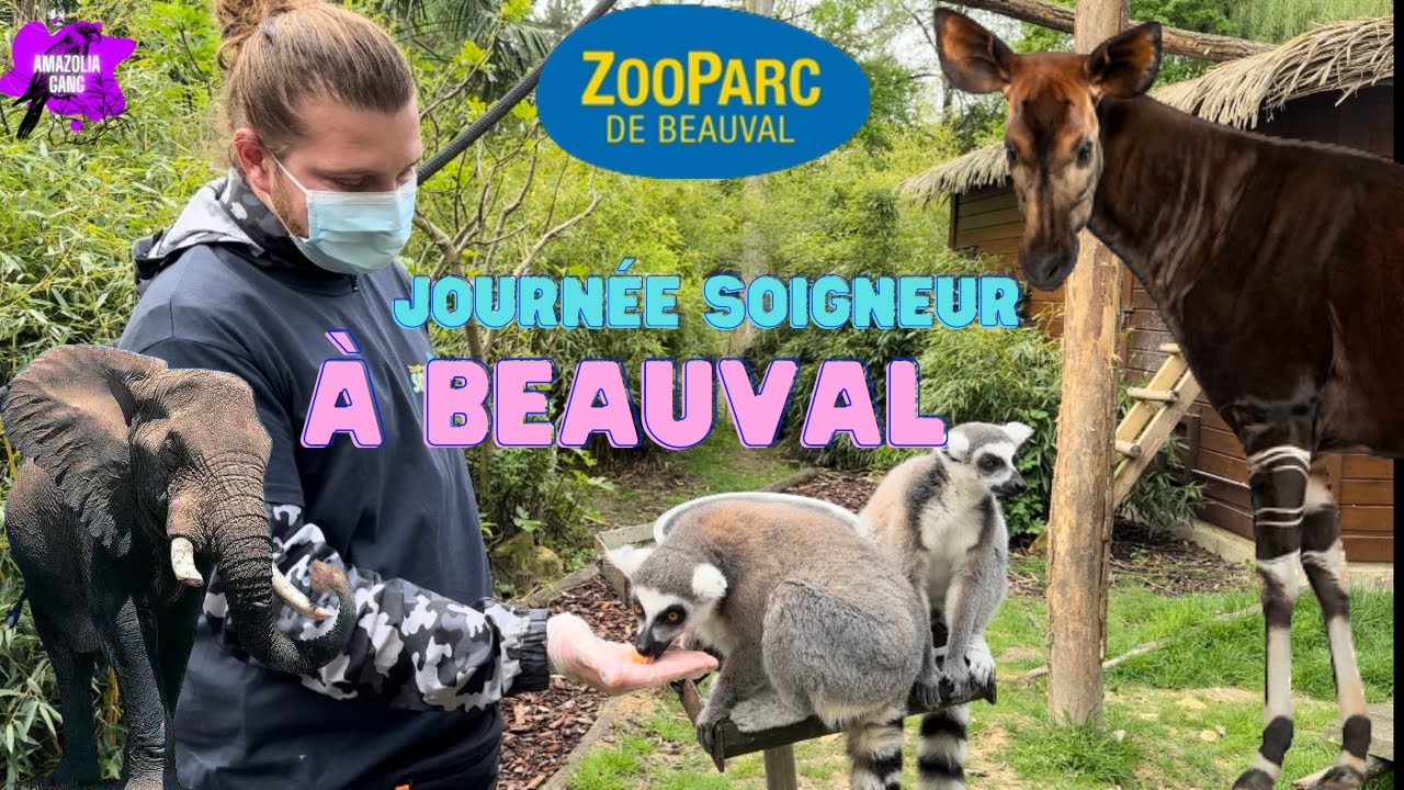 JOURNEE SOIGNEUR AU ZOOPARC DE BEAUVAL ! - YouTube