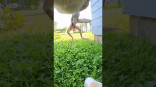 Cats gone Wild! You can't stop them, you can only hope to contain them π£π #cat #animallife #funny Cats gone Wild! You can't stop them, you can only hope to contain them π£π #cat #animallife #funny