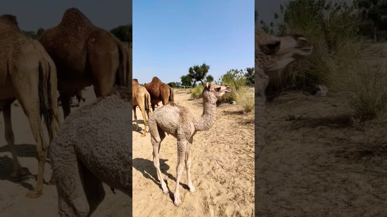 cute white color camel baby in desert