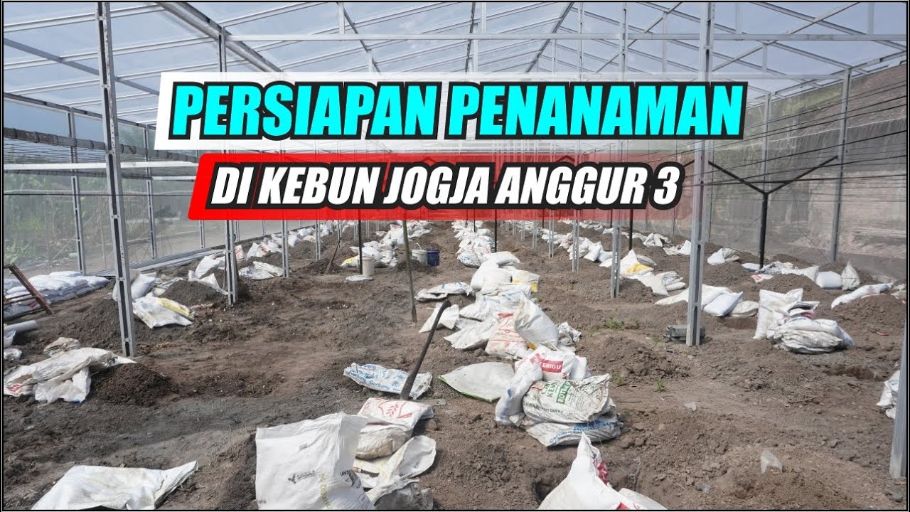 Persiapan Penanaman Anggur Jogja Anggur 3
