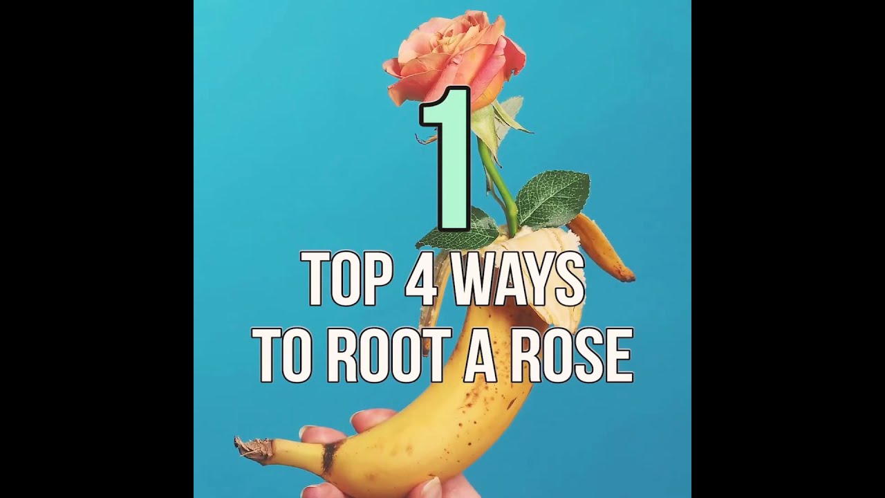 Try growing your rose in fruits! YouTube