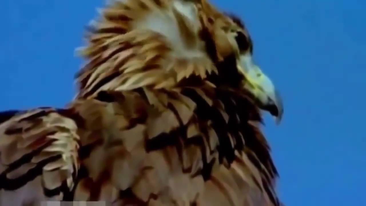 ワシ対オオカミ ライオン ヘビ シカ 子羊 野生動物の攻撃 Youtube