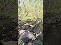 Creek by East Bluff Wood trail pt 1 Devil's Lake State Park 5/1/26