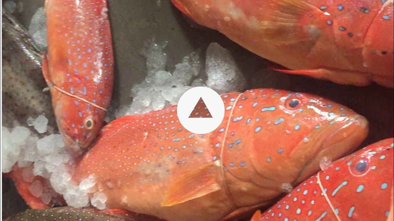 EKSPORT IMPORT IKAN FRESH SINGAPORE !! [INDONESIA] -AA IKAN EKSPORT1