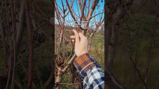 Poda invernal de almendros #homesteading #rural #agricultura #ecologico