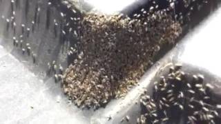 BUG APOCALYPSE! -Part 2 -Springtail City Out On The Farm!