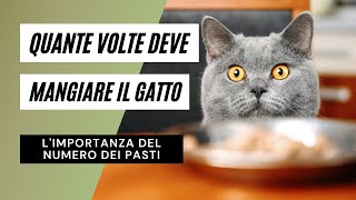 Quante volte deve mangiare il gatto in un giorno?