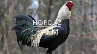 HORDAZ FARM -MCRE,WHITE HATCH,MULE TRAIN ,