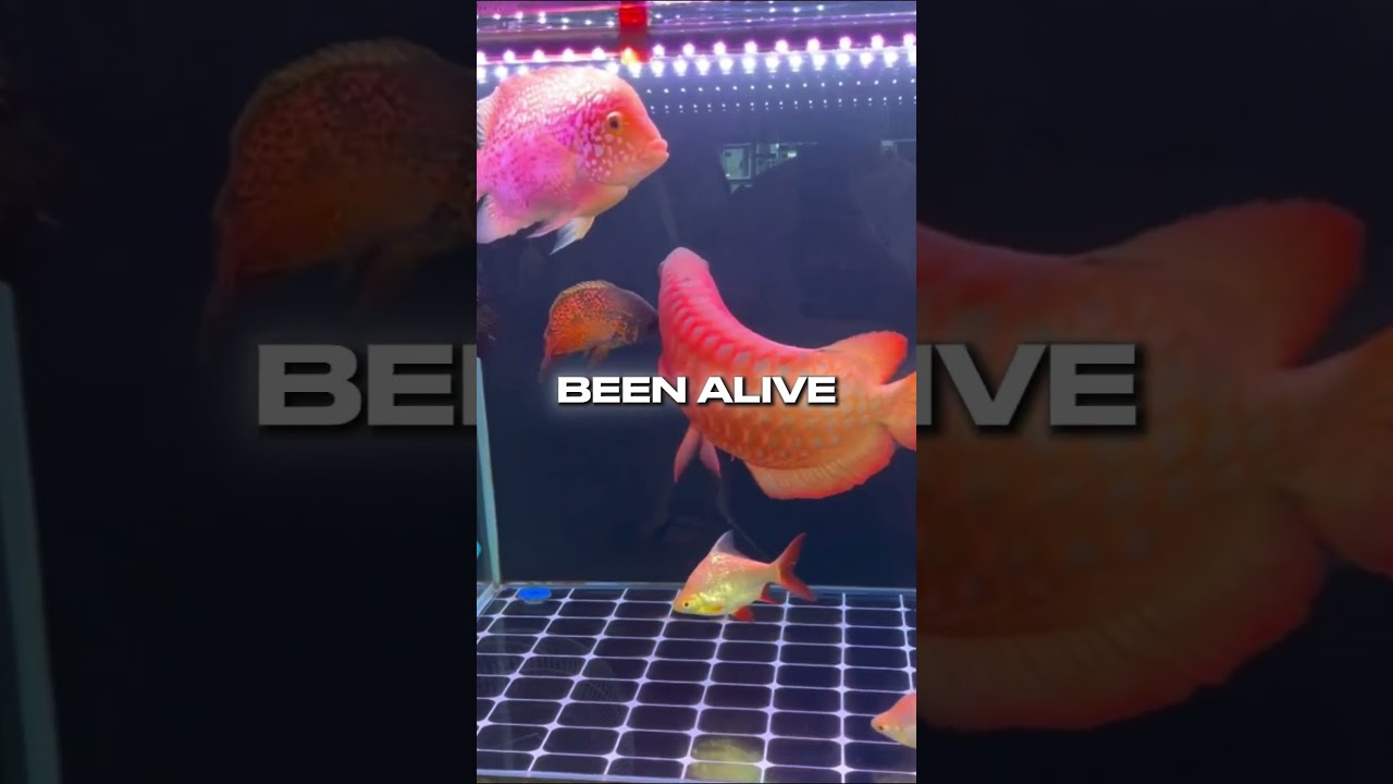 This Aquarium Fish Jumps Out of Tanks