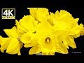 Daffodil narcissus 4k timelapse 60fps
