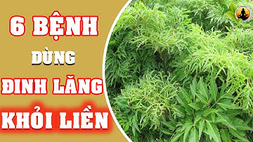 Mắc 6 Bệnh Này Chỉ Cần Dùng Đinh Lăng Là Hết Tiết Kiệm 10 Triệu Tiền Thuốc Mà Người Việt Chả Ai Biết