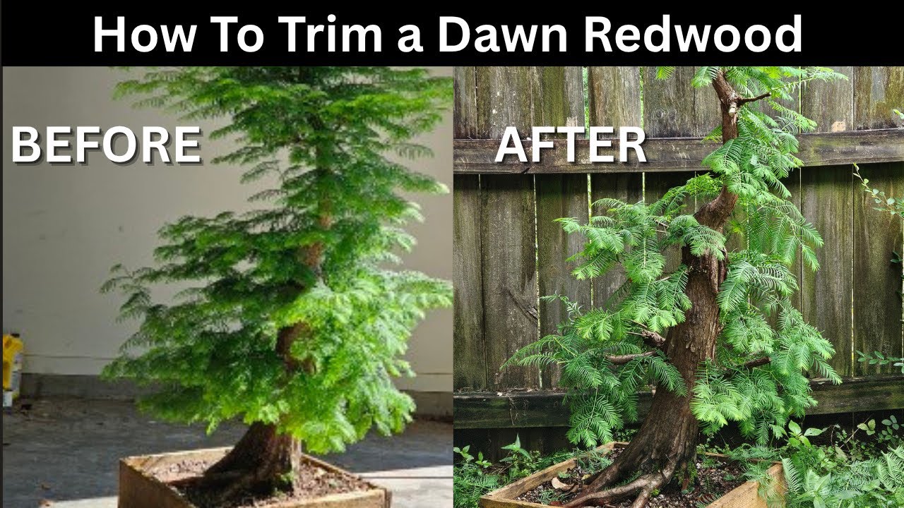 Trimming my Large Dawn Redwood Bonsai