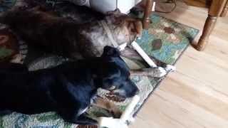 Roscoe The Thieving Pit Bull