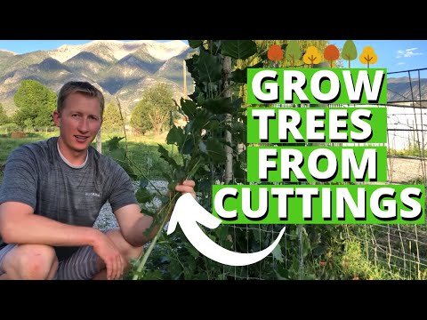 فيديو: غرس فروع الشجرة - كيف تبدأ الجذور في قصاصات الفروع