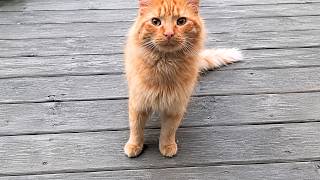 Guy Tries To Befriend A Stray Cat For Over A Year