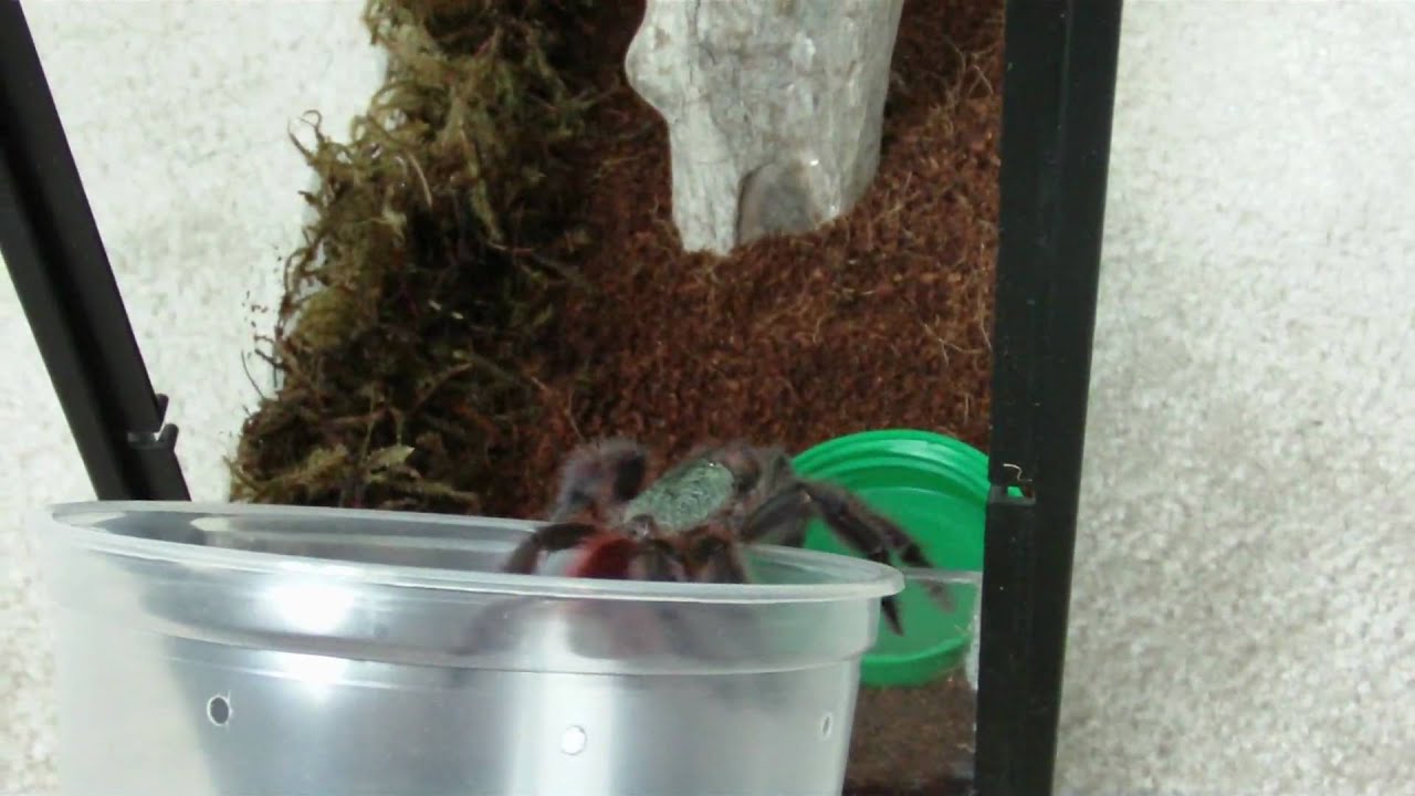 arachnid naval commander A.Versicolor gets a new home too!