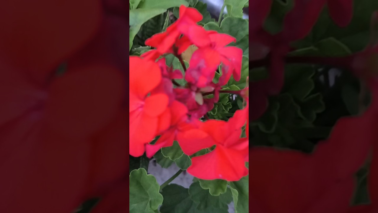 "Nature's prescription: one flower a day 🌺