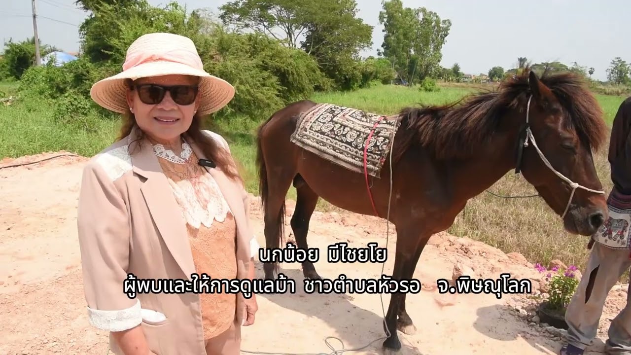 พิษณุโลก ชาวบ้านหัวรอพบม้าหลุดไร้เจ้าของกลางชุมชน หวั่นเกิดอันตรายบนถนน