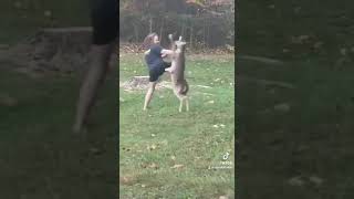 Man Vs Deer Fight Not My Deer