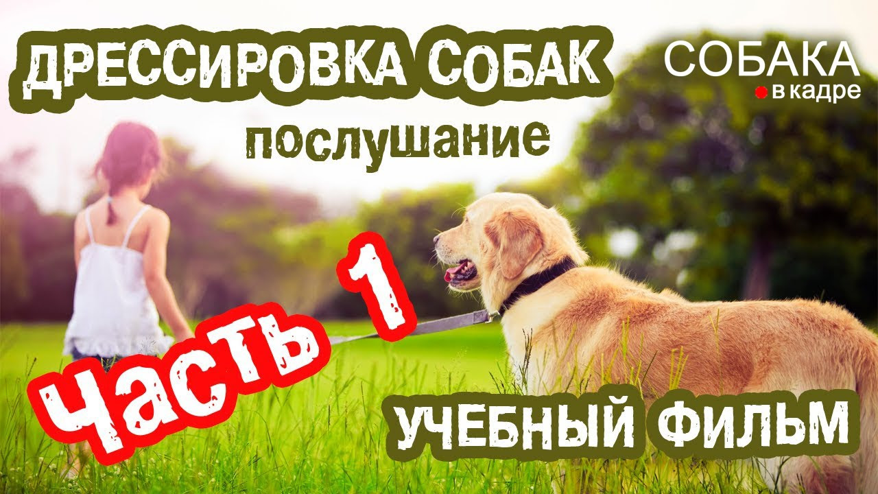 школа послушания для собак
