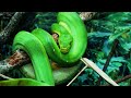 Яд или лекарство? Двойная суть животных ядов #лекарства #ядовитыеживотные #животныймир #яды