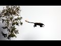 Overeager Young Chimpanzee’s first Monkey Hunt | BBC Earth