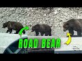 Bear spotted on road in banff national park