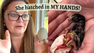 Helping a Chick Hatch | Saving a Chick that Has Pipped but Not Zipped