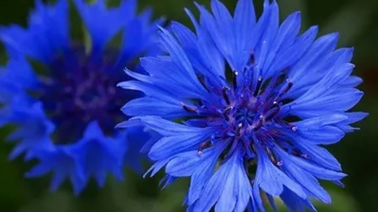 Василек а над. Василек Волошка. Василек синий (Centaurea cyanus). Василек гребенчатый. Василёк айастанский.