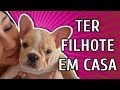 O QUE NINGUÉM TE CONTA SOBRE TER UM FILHOTE!