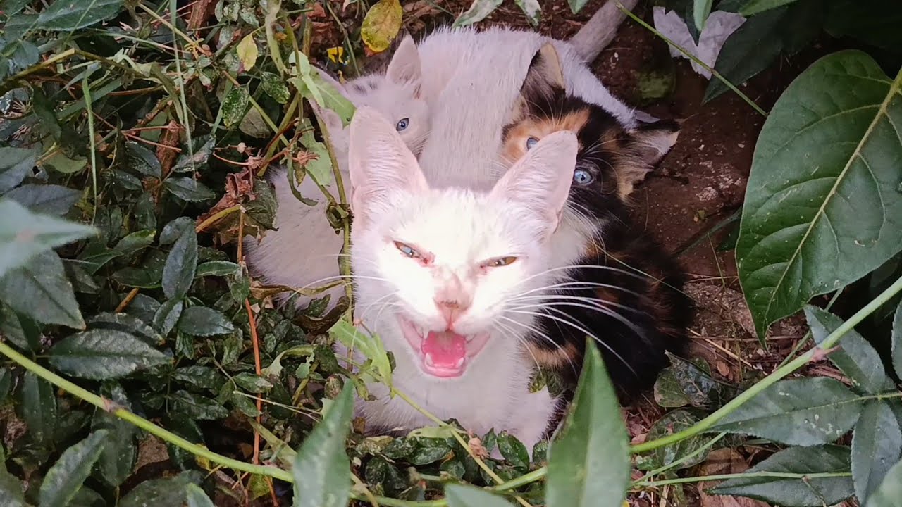 Mother cat hides with her kittens among the branches of building's garden