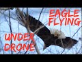 Eagle Flying Under My Drone