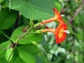 Top Ten Best Climbing Plants